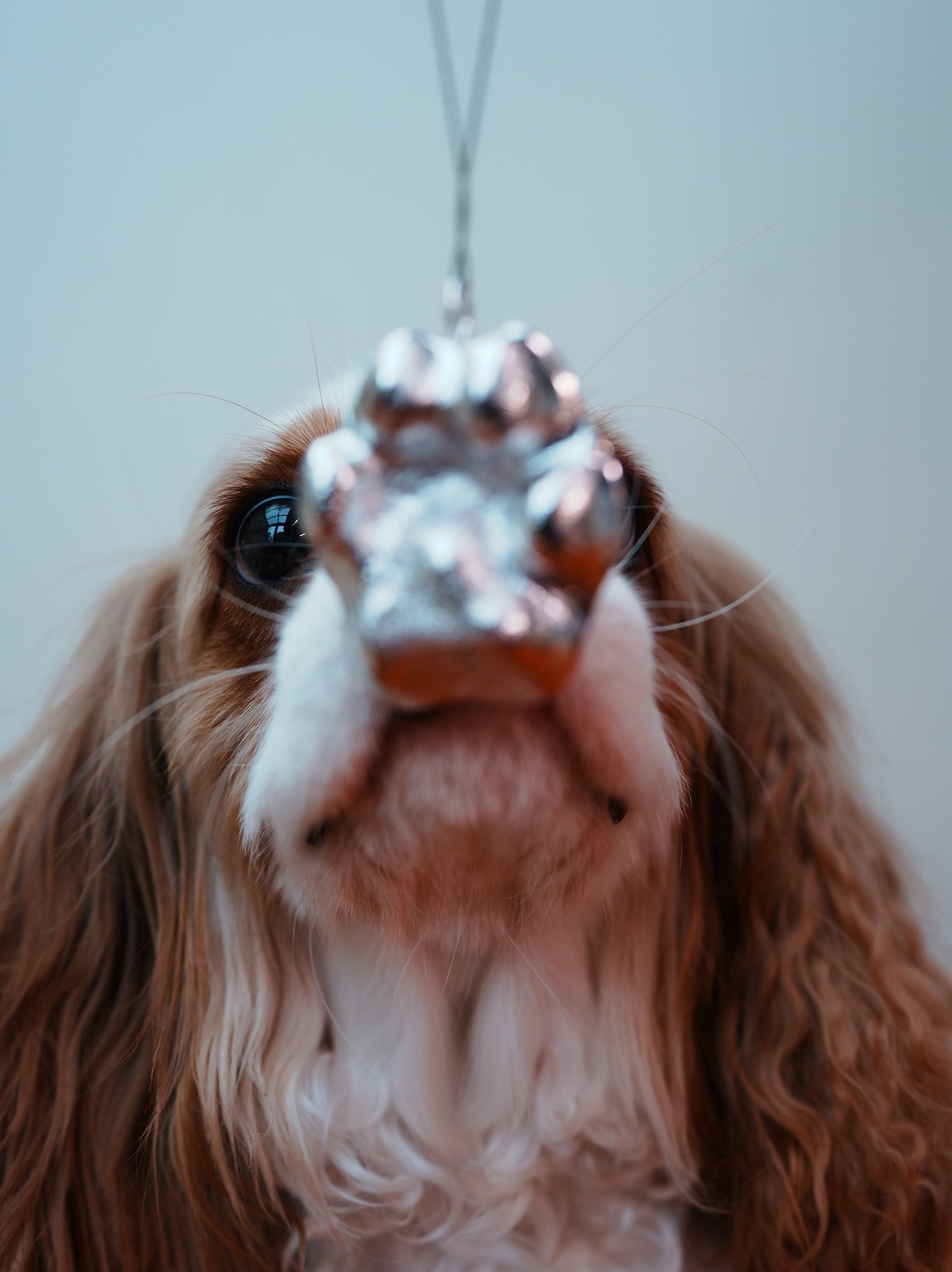 【＜14kg 犬】單面925純銀1:1掌印吊墜